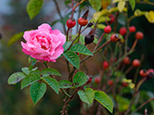 1 Rose von Belle Amour blüht nochmals im Spätherbs